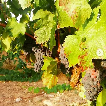 Ferienhaus Le Repaire De La Cadiere A 5mn Des Plages ! *